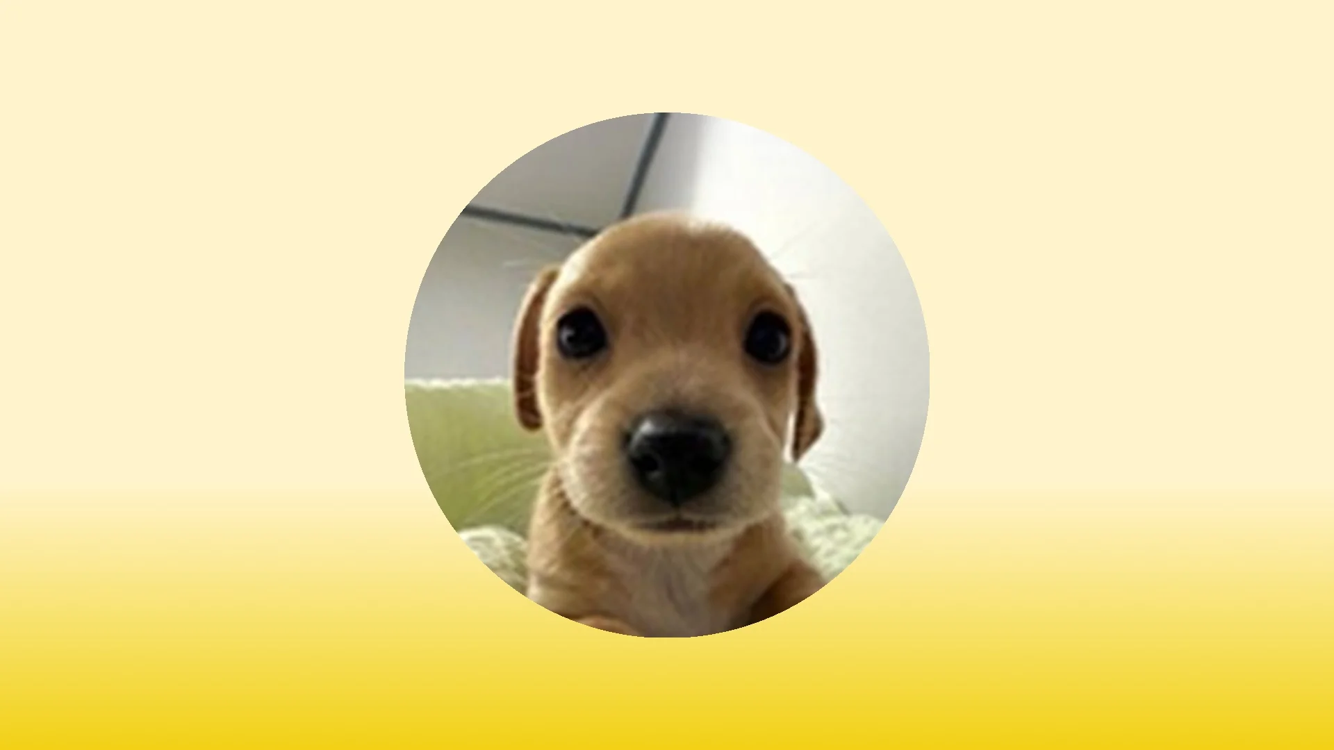 BILLY Deep Research Report: Token Fundamentals, Development Roadmap, and Market Outlook