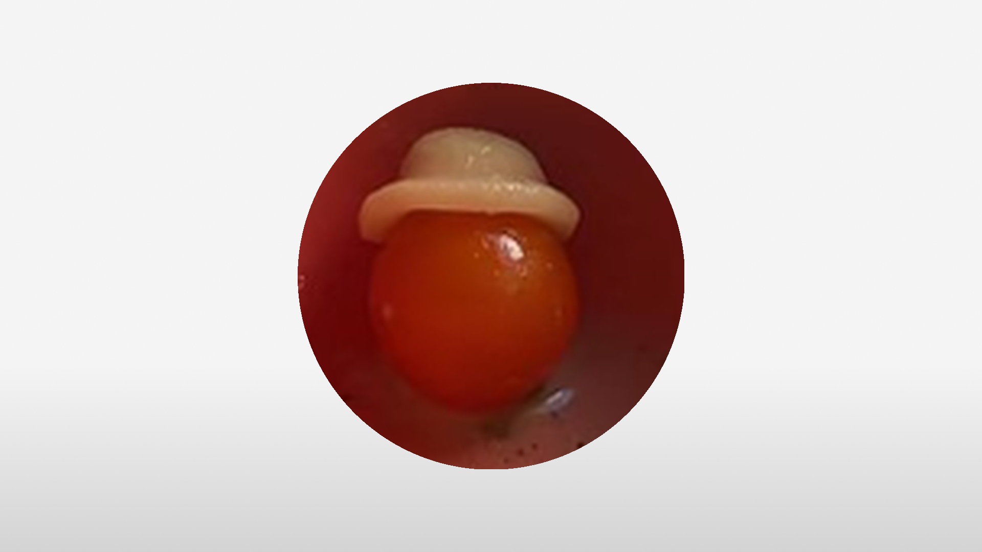 什么是WIF？关于这个新兴代币的简洁指南