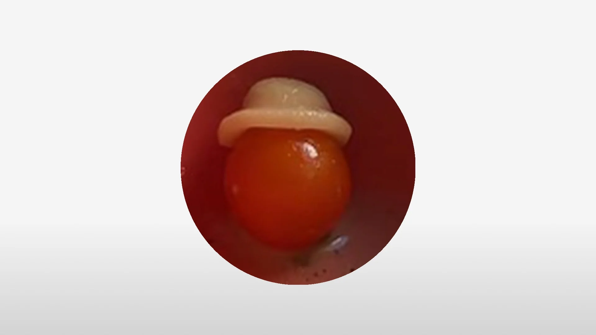 WIF란 무엇인가? 새로 떠오르는 이 토큰에 대한 간략한 안내