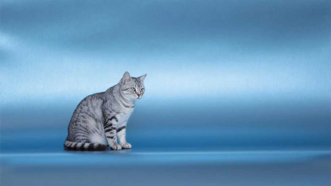 Everything You Need to Know About 1000CAT: The Feline-Themed Meme Token