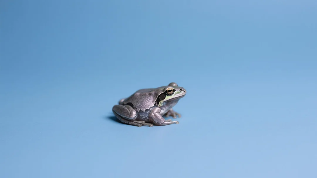 What Is TURBO Token? The AI-Generated Meme Coin Taking Over