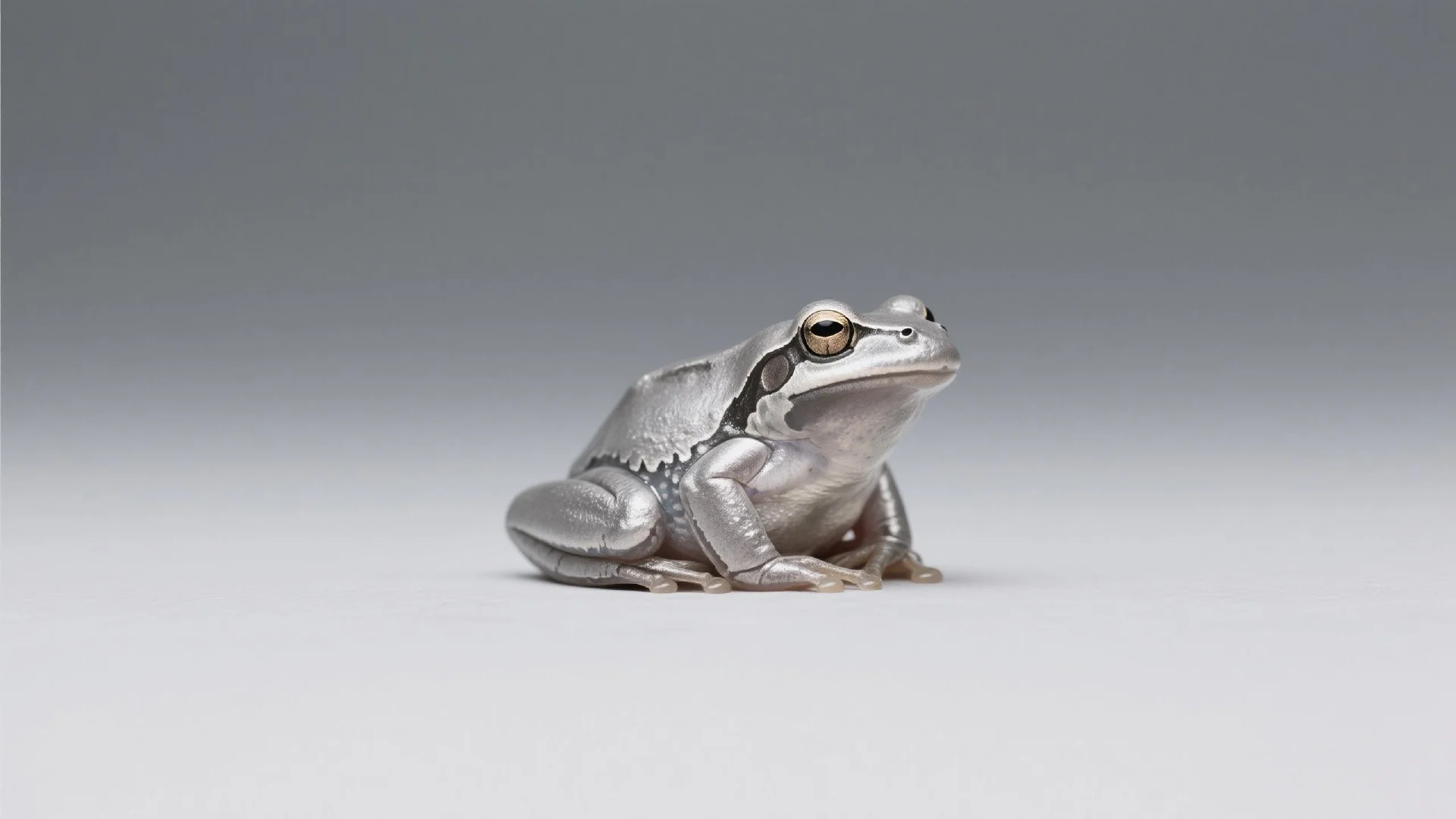 What Is FWOG Token? The Latest Frog Meme Coin on Solana