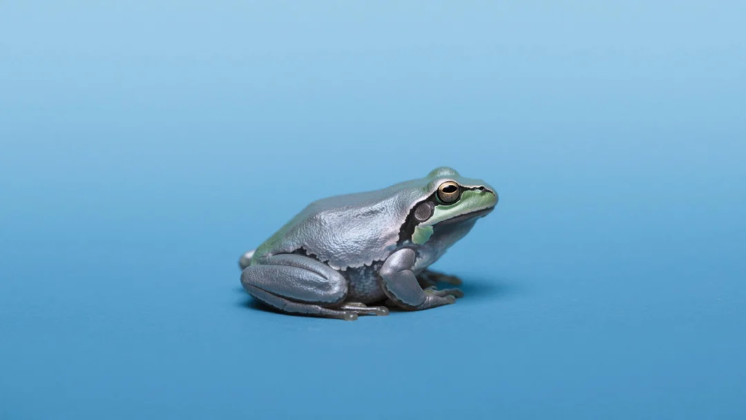 FROGGIEトークンの分析：ハイリスク・ハイリターンのアルファ