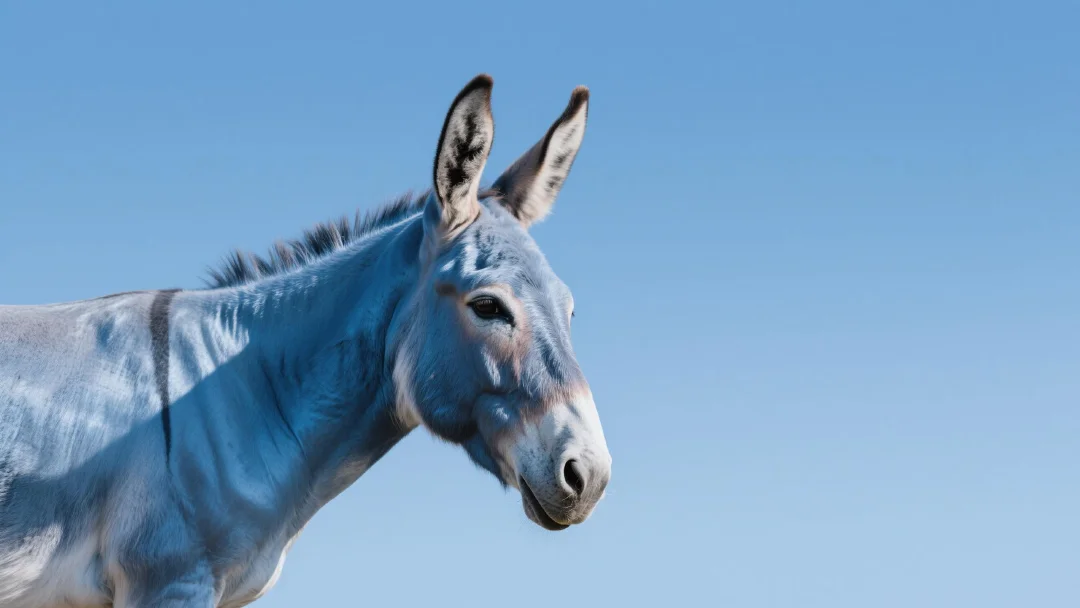 DONKEY Token: A Stubborn Hodl or a Quick Ride? Analyzing DONKEY Token