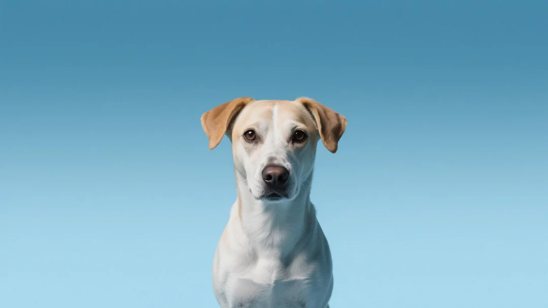 BONK Token Breakdown: Solana’s Hottest Meme Coin