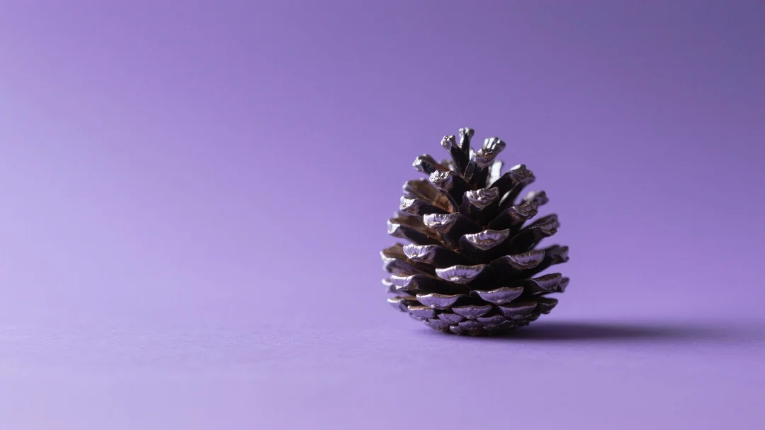 SQUIRREL Token: Nutty Gains or Just Storing for Winter?