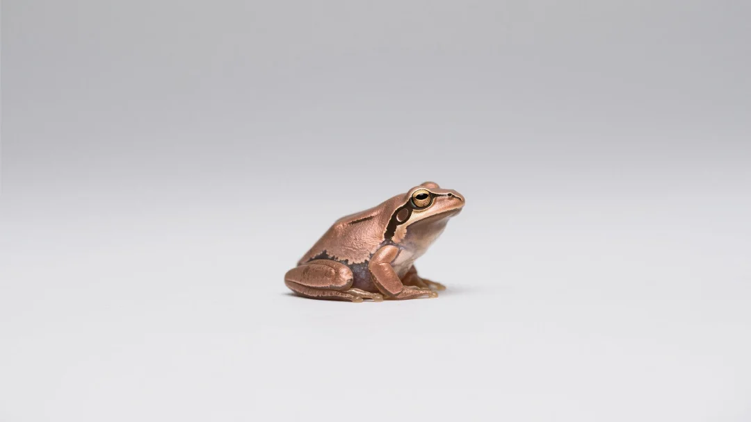 PEP Token Overview: The Frog-Inspired Meme Coin with Big Energy