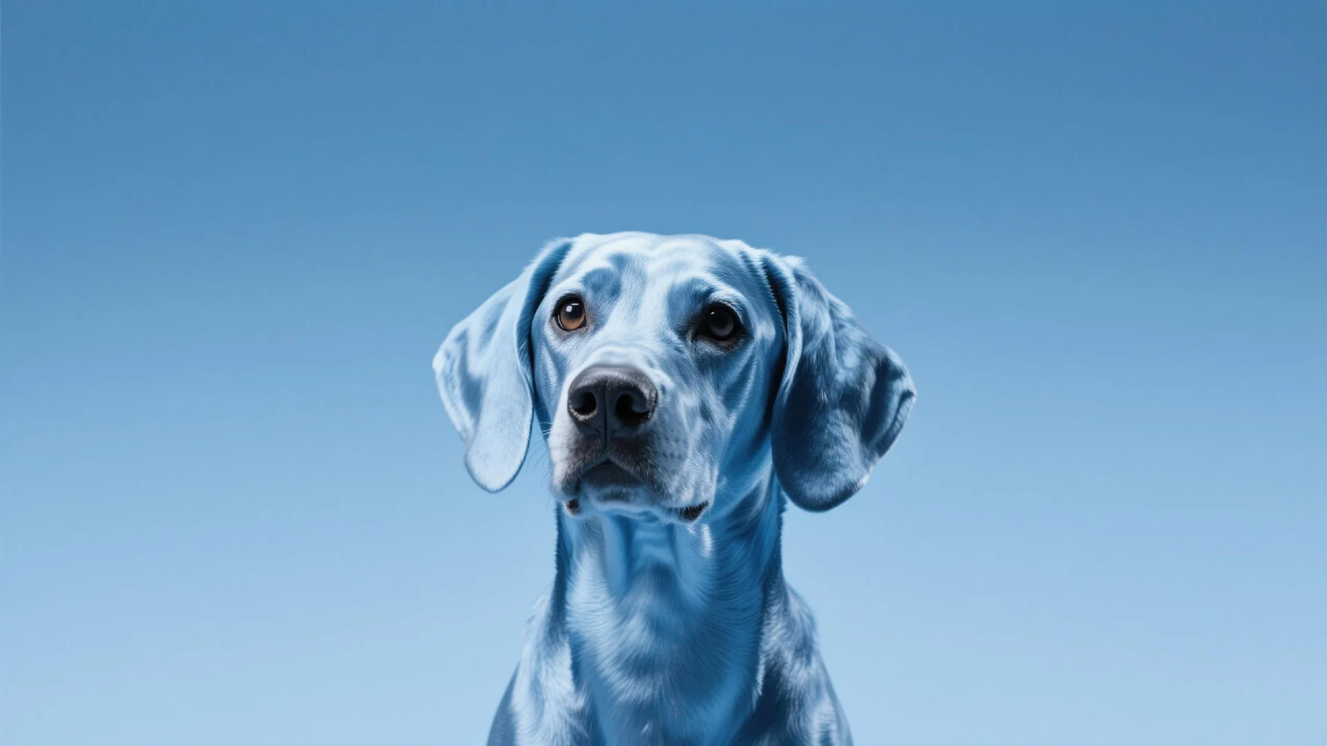 BabyDoge Token Explained: The Cutest Pup in the Crypto World