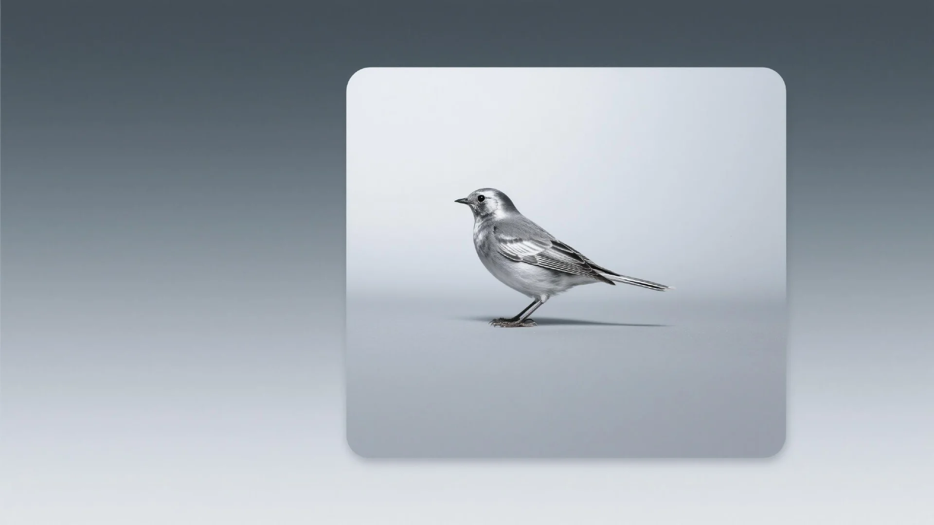 LARRY Token: The Bird is the Word – LARRY Token's Twitter-Themed Hype